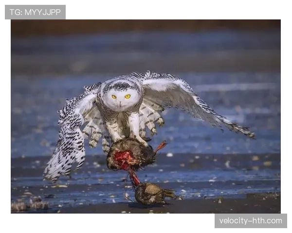 芬兰球迷雪鸮军团积极支持国家队，增强士气迎接新挑战